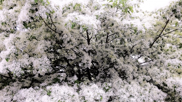 taiwan-blossom